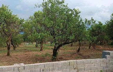 زمین 200 متر در آغوزکله