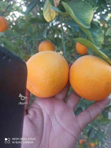 200پرتقال عمده والنسیا در جیرفت و عنبرآباد