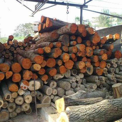 خریدار چوب درخت صنوبر سرپا در گروه خرید و فروش خدمات و کسب و کار در مازندران در شیپور-عکس1