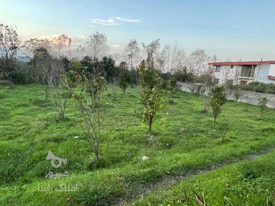 900متر زمین مسکونی در کلایه بن در گروه خرید و فروش املاک در مازندران در شیپور-عکس1