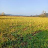 فروش زمین کشاورزی 2000 متر در کلیج خیل