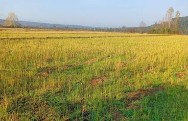 فروش زمین کشاورزی 2000 متر در کلیج خیل