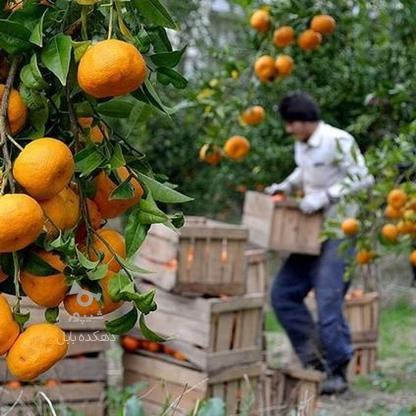 5000متر باغ سیاه ریشه سند دار در گروه خرید و فروش املاک در مازندران در شیپور-عکس1