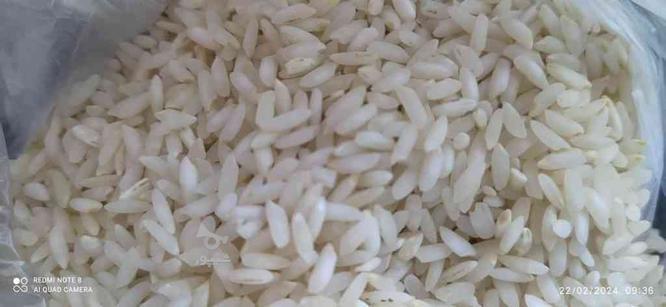 برنج عنبر بو شرطی محصول امسال خوزستان