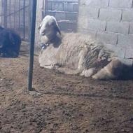 گوسفند نر تخمی پلنگی