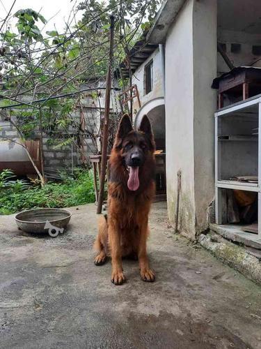 گمشده سگ در سلیمان آباد