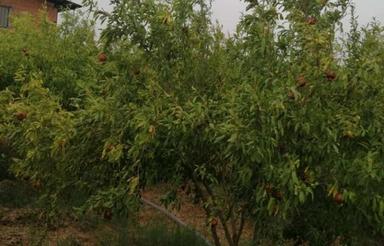 خونه باغ باسندمالکیت براتوبان امیرآباد 2500 متر