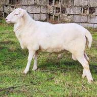 گوسفند نر نژاد دار دوقلوزایی مناسب برای اصلاح نژاد گله