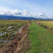 زمین کشاورزی 2600 متر در روستا عروس محله رودسر