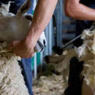 پشم چینی گوسفندان با دستگاه صنعتی پیشرفته