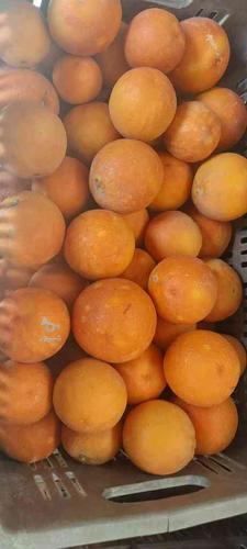فروش 100 کیلو پرتقال خونی و تامسون