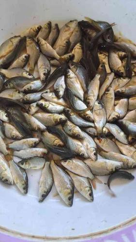 فروش انواع بچه ماهی و غذای ماهی ارسال تمام ایران