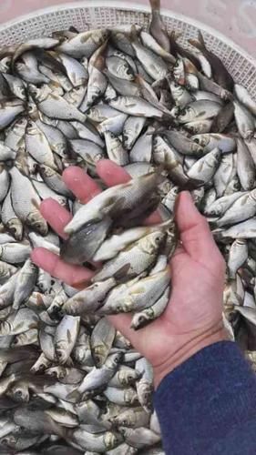 فروش عمده بچه ماهی گرمابی و ماهی قرمز ارسال تمام ایران