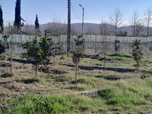 فروش زمین مسکونی 160 متر در دشت سر در شیپور