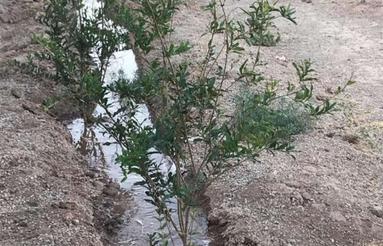 باغ4دیواری(درختان مثمر همراه سیستم آبیاری قطره ای) سندمالکیت