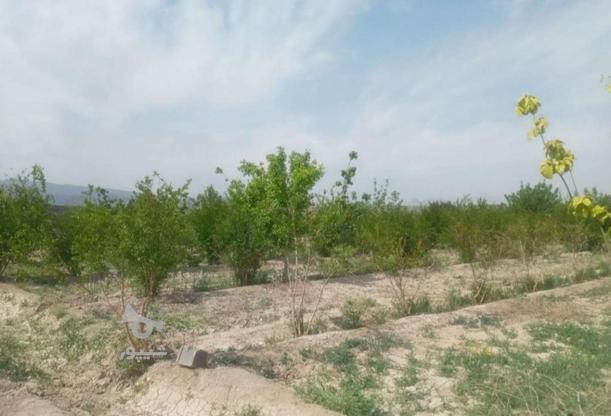 باغ4دیواری(درختان مثمر همراه سیستم آبیاری قطره ای)510 متر  در گروه خرید و فروش املاک در اصفهان در شیپور-عکس1