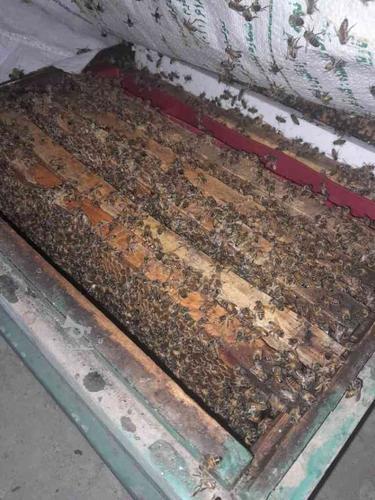 فروش 20 کلنی زنبور عسل