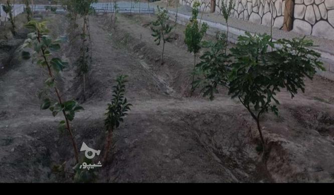 باغ ویلا 510 متر 4دیواری درختان جوان وسنددار در گروه خرید و فروش املاک در اصفهان در شیپور-عکس1