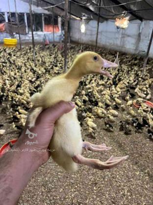 جوجه اردک ورامینی مگمگی واکسن خورده درجه1 در گروه خرید و فروش ورزش فرهنگ فراغت در مازندران در شیپور-عکس1
