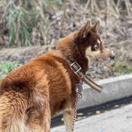 گمشده سگ هاسکی طلایی