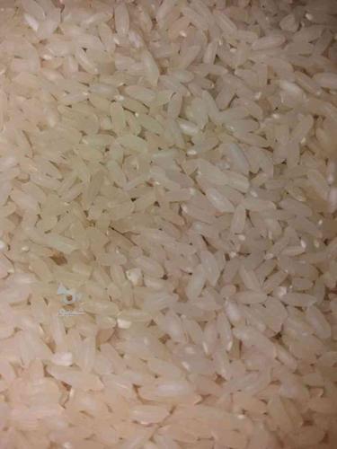 برنج چمپای میداوود