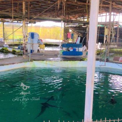 فروش پرورش ماهی صنعتی 2150 متر در آمل به محمواباد در گروه خرید و فروش املاک در مازندران در شیپور-عکس1