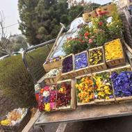 باغبانی هرسکاری چمنکاری درسراسر تهران