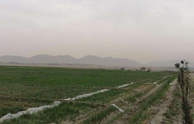 اجاره ده هکتارزمین کشاورزی ظفرآباد