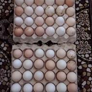 تخم مرغ نطفه دار مرغ نژاد گلپایگان روزی40عدد