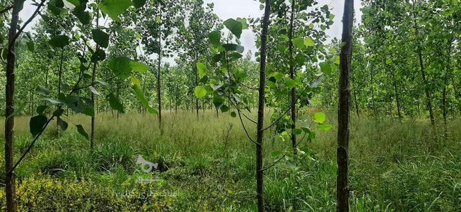 فروش زمین باغی 3200 متری روستایی داخل طرح هادی در گروه خرید و فروش املاک در گیلان در شیپور-عکس1