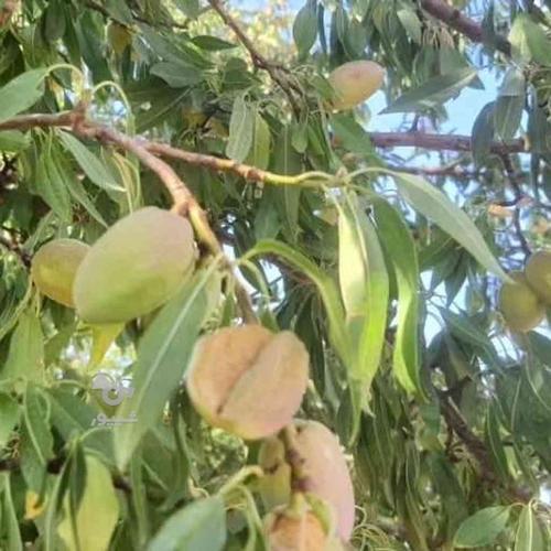 میوه فروشی در شرق انصاریه سهروردی 5 احمدی