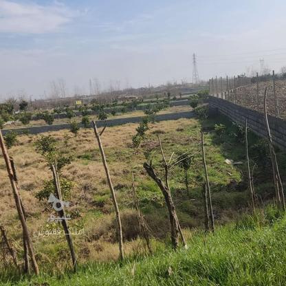 زمین کشاورزی 3000 متر  در گروه خرید و فروش املاک در مازندران در شیپور-عکس1