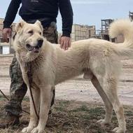 واگذاری سگ نرسراب پژدر سرابی عراقی نگهبان سفت