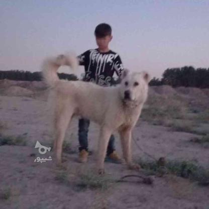 واگذاری سگ سرابی پژدر سراب عراقی نگهبان در گروه خرید و فروش ورزش فرهنگ فراغت در تهران در شیپور-عکس1