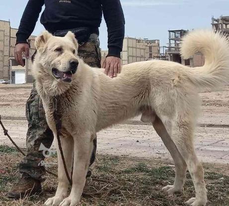 واگذاری سگ نرسراب پژدر سرابی عراقی نگهبان سفت در گروه خرید و فروش ورزش فرهنگ فراغت در تهران در شیپور-عکس1
