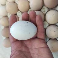 تخم مرغ نطفه دار ، نژاد گلین و تخم گذار