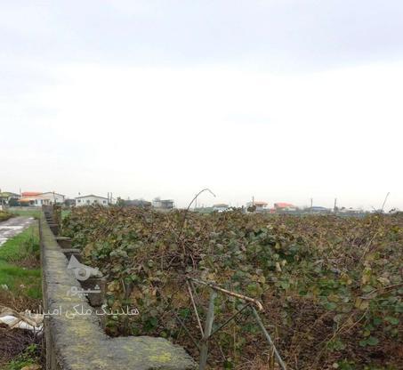 فروش زمین کشاورزی 3500 متر در کته پشت در گروه خرید و فروش املاک در مازندران در شیپور-عکس1