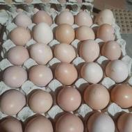 پخش تخم مرغ محلی تعداد عمده و خرده