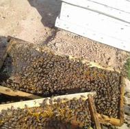 زنبور عسل به صورت عمده و جزیی