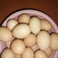 تخم مرغ تازه محلی