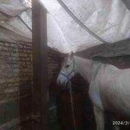 اسب سفید عرب ایرانی و اسب‌کش