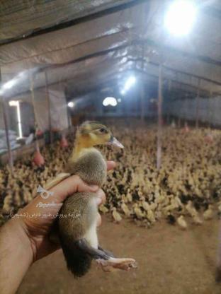 جوجه اردک ورامینی پکنی اصیل واکسن و دارو خورده در گروه خرید و فروش ورزش فرهنگ فراغت در مازندران در شیپور-عکس1