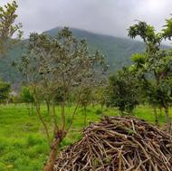 فروش زمین مسکونی 51000 متر در رمک