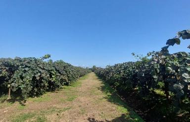 فروش زمین کشاورزی 25000 متر در چالکرود