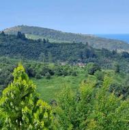 فروش زمین مسکونی 5500 متر در رامسر