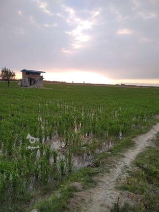 زمین کشاورزی با آببندان معاوضه. با ماشین و آپارتمان در گروه خرید و فروش املاک در مازندران در شیپور-عکس1