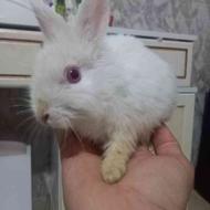 واگزاریی خرگوش نژاد زال هلندیی سفید