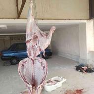 خدمات کشتار وذبح حلال دام گوساله وگوسفند درمحل