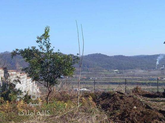 فروش زمین جنگلی مسکونی ارزنده در گروه خرید و فروش املاک در مازندران در شیپور-عکس1