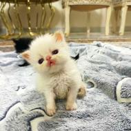 گربه پرشین سفید چشم آبی
